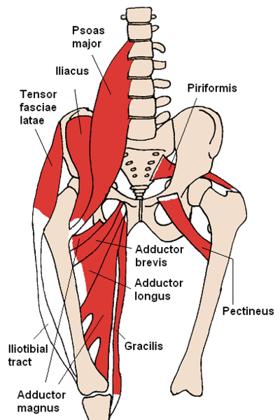 Hip flexor stretches muscles